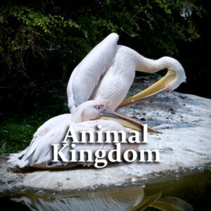 Animal Kingdom Questions and Answers