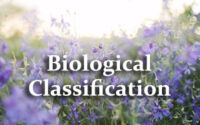 Biological Classification Questions and Answers