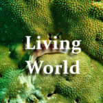Living World Questions and Answers