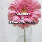Anatomy of Flowering Plants Questions and Answers