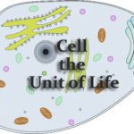 Cell the Unit of Life Questions and Answers
