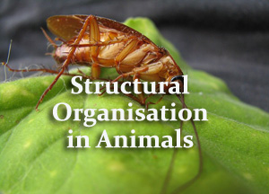 Structural Organisation in Animals Questions and Answers