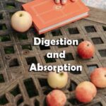Digestion and Absorption Questions and Answers