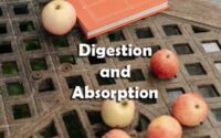 Digestion and Absorption Questions and Answers