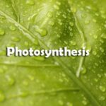 Photosynthesis Questions and Answers