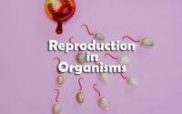 Reproduction in Organisms Questions and Answers