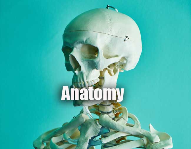 Anatomy Practice Set